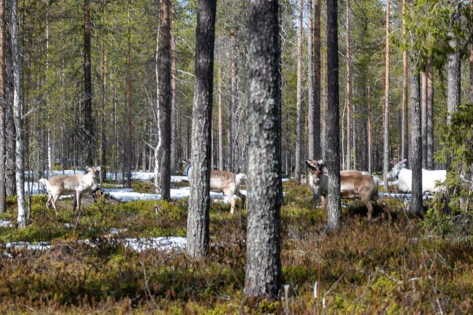 finnland (5 von 5).jpg