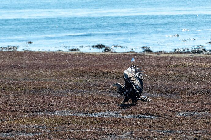 2022-05-14VadsøEkkerøy (5 von 10).jpg